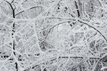 Snow covered tree branches background. Frozen forest thicket in winter.