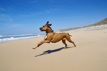 Dog is playing on the beach. Happy pet concept. Brown ridgeback dog is running. Ocean in the background.