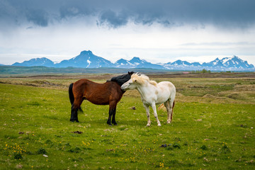 Fototapeta na wymiar Loving Icelandic horses