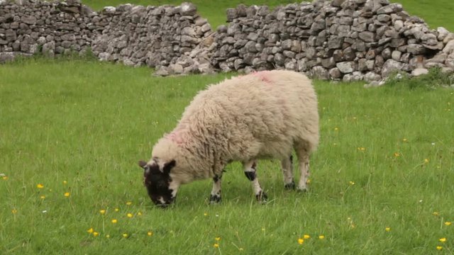 Sheep grazing, Yorkshire Dales