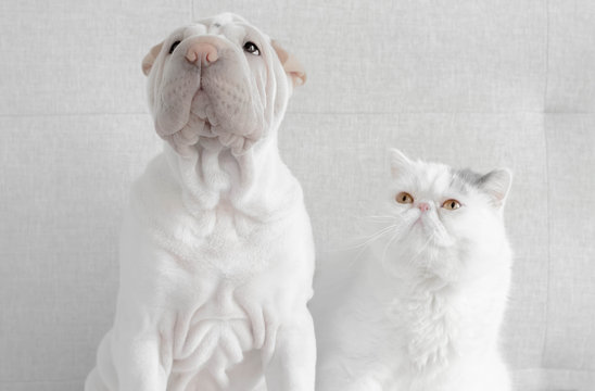 British shorthair cat looking at a shar-pei puppy