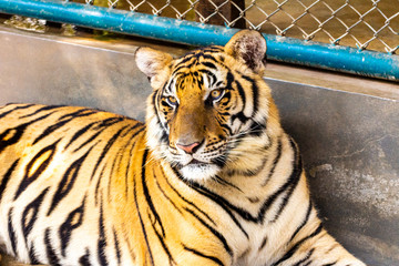 Tigers in open enclosure unchained and wild
