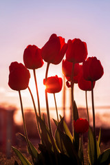 vertical photo of red spring tulips on sunset background, background for postcard design, cards, spring flowers banner