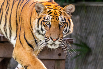 Tigers in open enclosure unchained and wild