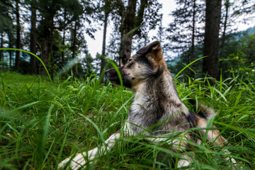 Indian Dog in a forest. Dog walking outdoors in a forest.