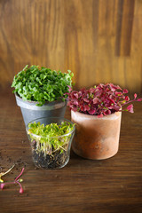 growing of microgreens at home