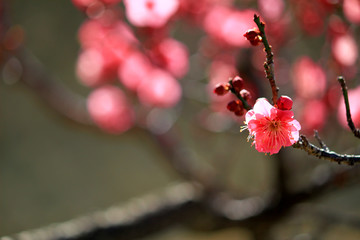 Japanese plum blossoms in early spring