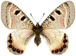 Obraz na płótnie Canvas False Apollo, nice rare butterfly (Archon apollinus, female) isolated on white background