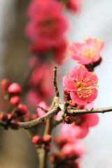 Japanese plum blossoms in early spring