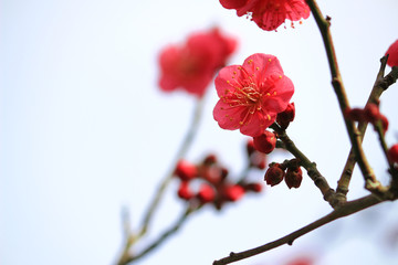 Japanese plum blossoms in early spring