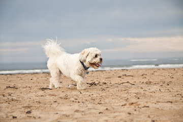 Shih-tzu Poodle playing on the beach. UK