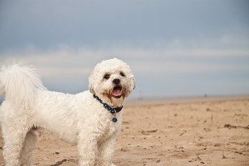 Shih-tzu Poodle playing on the beach. UK