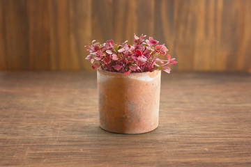 growing of microgreens at home