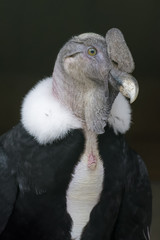 Fototapeta na wymiar Closeup portrait of a condor