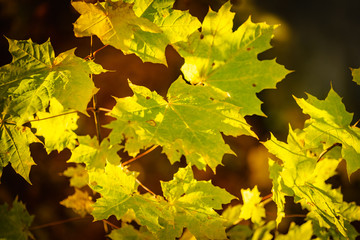 Autumn green maple tree leaves on branch