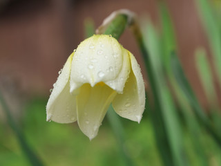 White and yellow narcissus daffodil flower outdoors in spring. Close-up