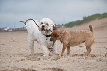 Dogs having fun. Playing on the beach.