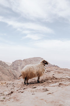 Sheep standing on mountain against cloudy sky