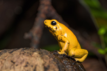 Golden poison frog on a fallen log