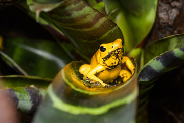 Female golden poison frog sitting on top of eggs in a bromeliad