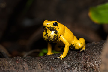 Male Golden Poison frog calling on top of a fallen log