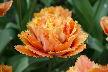 Sensual Touch tulip. Orange double petal tulip