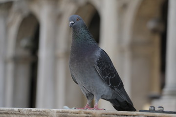 Pigeon sitting on a railing in the city center. A bird resting and waiting for food. A hot, sunny summer day in Italy. St. Mark's Square in Venice, columns and tourists visible in the background.