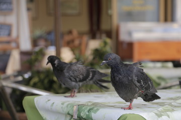 Two dark pigeons sitting on a table covered with a tablecloth. Terrace of a restaurant in Venice. Birds resting and waiting for food. A hot, sunny summer day in Italy.