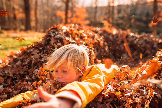 Boy playing a pile of autumn leaves, United States