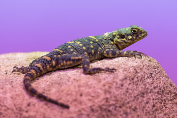 Hardun lizard basking on a rock