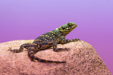 Hardun lizard basking on a rock