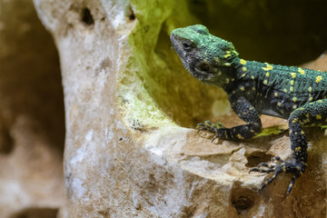 Hardun lizard basking on a rock