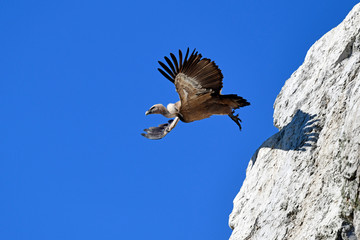fliegender Gänsegeier (Gyps fulvus) - Griffon vulture