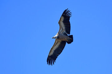 fliegender Gänsegeier (Gyps fulvus) - Griffon vulture