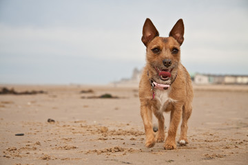 Dog enjoying the beach. Text area. Miniature Jack Russell.