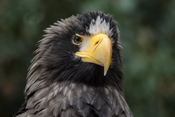 Obraz premium Closeup portrait of a Steller's sea eagle