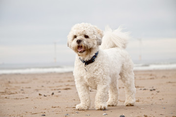 Dog enjoying the beach UK