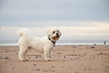 Shih-tzu poodle, on the beach.