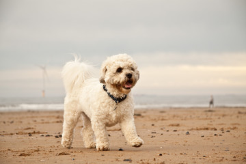 Shih-tzu/Poodle playing on the beach.