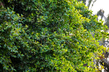 background of green leaves