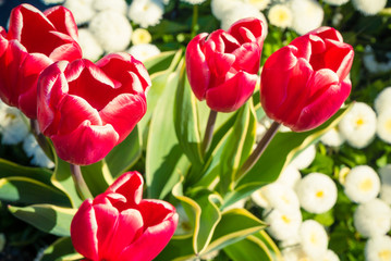 Garden full of beautiful flowers