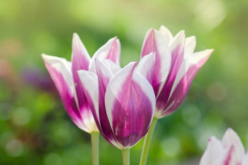 Tulip  flower Fontainebleau