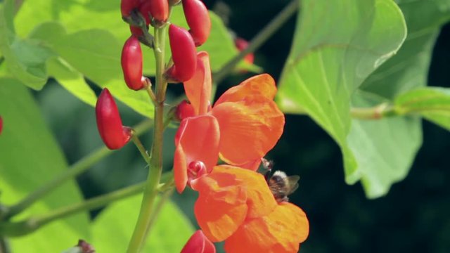 Bee pollinating runner bean flowers
