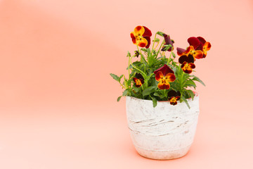 floral background of blooming pansy