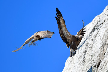 fliegende Gänsegeier (Gyps fulvus) - Griffon vulture