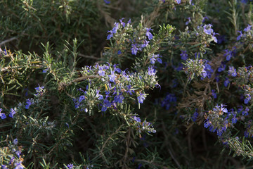 Bees collecting pollen from the beautiful rosemary flowers on a sunny day in the countryside. Bees making rosemary honey, food with many benefits.