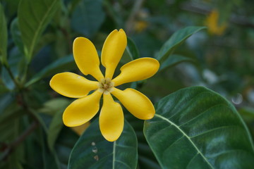 yellow smile on the tree