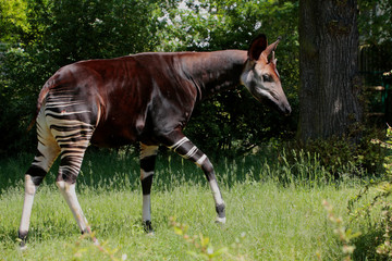 Okapi (Okapia johnstoni) Zentralafrika