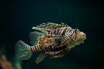 Pazifische Rotfeuerfisch (Pterois volitans) 