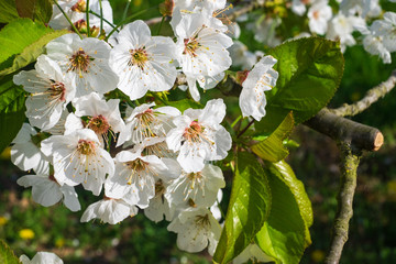 Blüten eines Kirschbaums